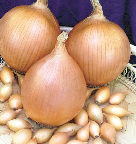 Лук-севок Стурон фото в интернет-магазине "Сортовые семена"