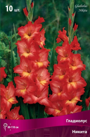 Гладиолус Никита (крупноцветковый) фото в интернет-магазине "Сортовые семена"