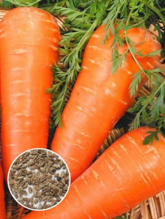 Морковь Шантанэ роял (1 кг) фото в интернет-магазине "Сортовые семена"