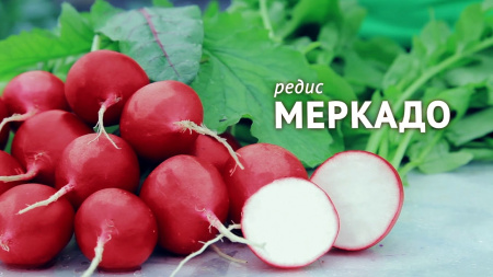 Редис Меркадо фермерская фас. 25г фото в интернет-магазине "Сортовые семена"