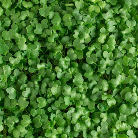 Кале (кейл) листовая зеленая семена для проращивания  фото в интернет-магазине "Сортовые семена"