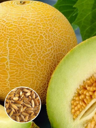 Дыня Золотистая (1 кг) фото в интернет-магазине "Сортовые семена"