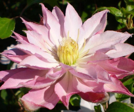 Клематис (крупноцветковый) - Виолет Элизабет фото в интернет-магазине "Сортовые семена"
