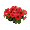 Петуния мультифлора БУМ Эйч Ди Ред, Benary, фас. 100 фото в интернет-магазине "Сортовые семена"