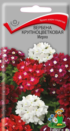 Вербена крупноцветковая  Мерло (ЦВ) ("1) 10 шт фото в интернет-магазине "Сортовые семена"