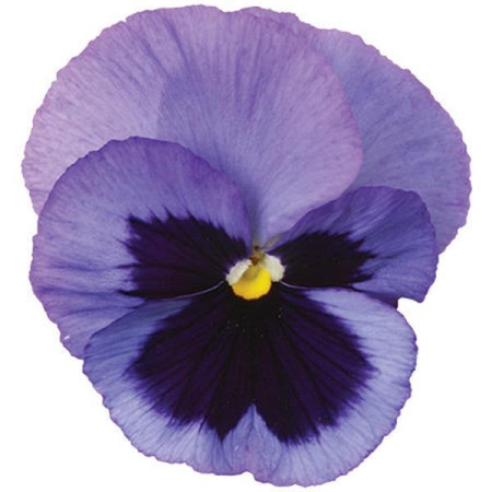 Виола крупноцветковая Спринг Матрикс Оушен, 100шт. Профессиональная упаковка фото в интернет-магазине "Сортовые семена"