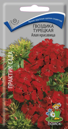 Гвоздика Турецкая Алая красавица (ЦП) 0,5 фото в интернет-магазине "Сортовые семена"