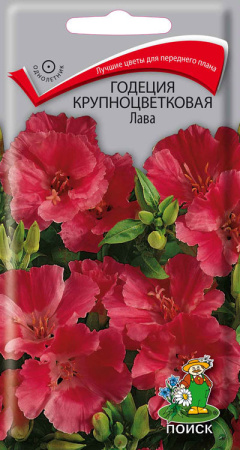 Годеция крупноцветковая Лава (ЦП) 0,2 фото в интернет-магазине "Сортовые семена"