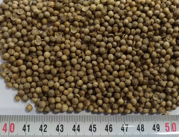 Кориандр (кинза) Марокканский 3г фото в интернет-магазине "Сортовые семена"