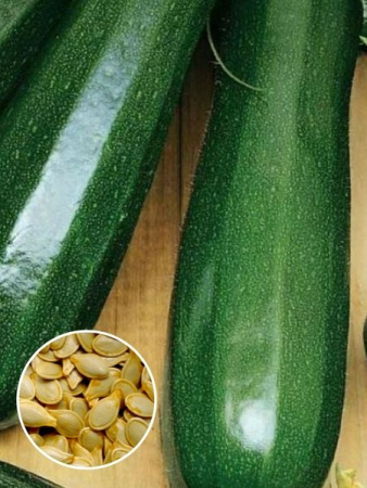 Кабачок Аэронавт (1 кг) фото в интернет-магазине "Сортовые семена"