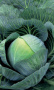 Капуста белокочанная Сахарная молния F1 (УД) Е/П Б/Ф 0,1 г. фото в интернет-магазине "Сортовые семена"