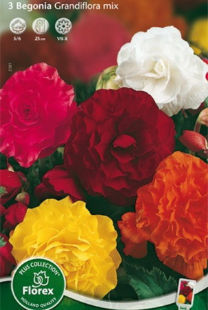 Бегония Махровая крупноцветковая (смесь окрасок) фото в интернет-магазине "Сортовые семена"