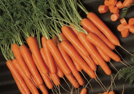 Морковь Амстердамска фермерская фас. 25г фото в интернет-магазине "Сортовые семена"