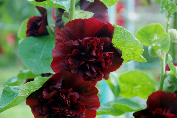 Шток-роза Темно-бордовая (ЦП) 0,1 фото в интернет-магазине "Сортовые семена"