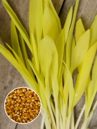Кукуруза для проращивания фото в интернет-магазине "Сортовые семена"
