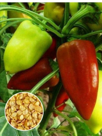 Перец Ласточка (1 кг) фото в интернет-магазине "Сортовые семена"