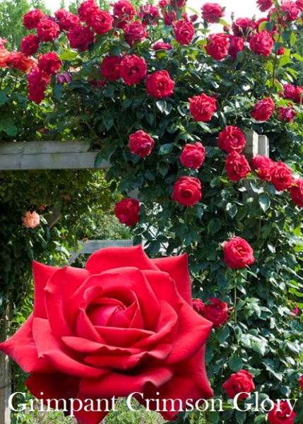 Роза Grimpant Crimson Glory фото в интернет-магазине "Сортовые семена"
