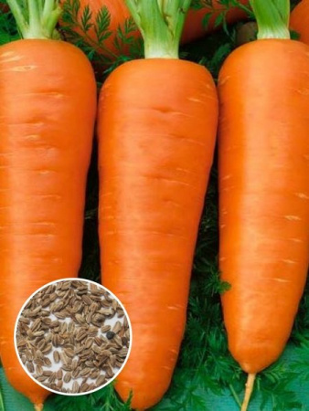Морковь Ред Кор (1 кг) фото в интернет-магазине "Сортовые семена"