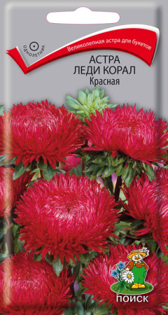 Астра Леди Корал Красная (ЦП) 0,1 фото в интернет-магазине "Сортовые семена"