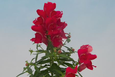 Антирринум (Львиный зев) Снеппи Черри, 1000 штук Профессиональная упаковка фото в интернет-магазине "Сортовые семена"