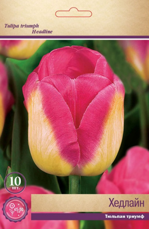 Тюльпан (Триумф) Хедлайн фото в интернет-магазине "Сортовые семена"