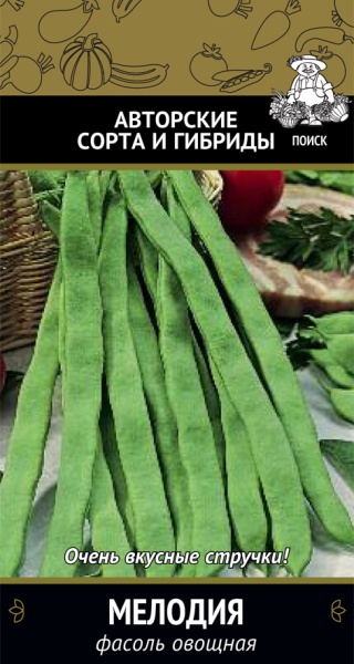 Фасоль овощная Мелодия фото в интернет-магазине "Сортовые семена"