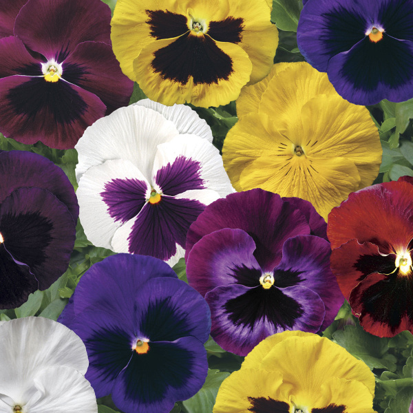 Виола крупноцветковая Колоссус Микс, 100шт. Профессиональная упаковка фото в интернет-магазине "Сортовые семена"