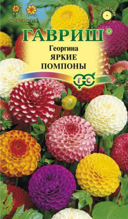 Георгина Яркие помпоны 0,2 г фото в интернет-магазине "Сортовые семена"
