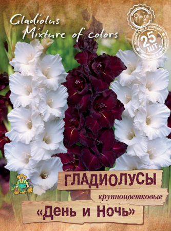 Гладиолусы крупноцветковые День и Ночь/ПрУп 25шт фото в интернет-магазине "Сортовые семена"