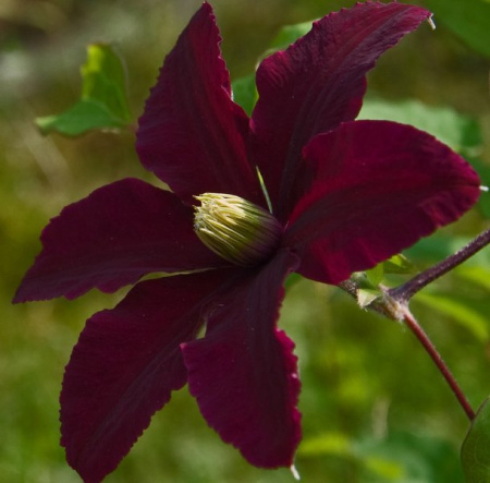 Клематис (крупноцветковый) - Грюнвальд фото в интернет-магазине "Сортовые семена"