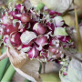 Чеснок озимый Шадейка - Воздушные луковицы (бульбочки) фото в интернет-магазине "Сортовые семена"