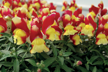 Антирринум (Львиный зев) Снеппи Ред энд Еллоу, 1000 штук Профессиональная упаковка фото в интернет-магазине "Сортовые семена"