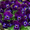Фиалка рогатая Эдмаер Деним, 100шт. Профессиональная упаковка фото в интернет-магазине "Сортовые семена"