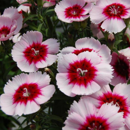 Гвоздика Диана Ред сентеред вайт, 100шт. Профессиональная упаковка фото в интернет-магазине "Сортовые семена"