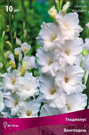 Гладиолус Бангладеш (крупноцветковый) фото в интернет-магазине "Сортовые семена"