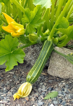 Кабачок Романеско (Romanesco) фермерская фас. 25г фото в интернет-магазине "Сортовые семена"