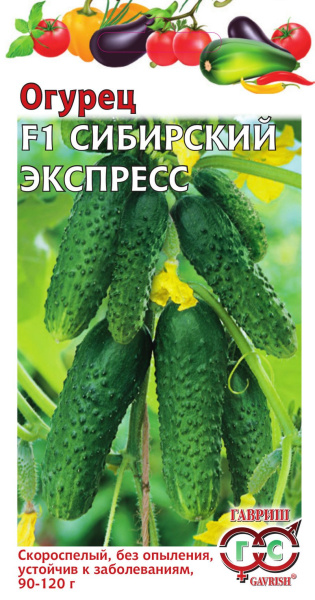 Огурец Сибирский экспресс F1 10 шт. автор. фото в интернет-магазине "Сортовые семена"