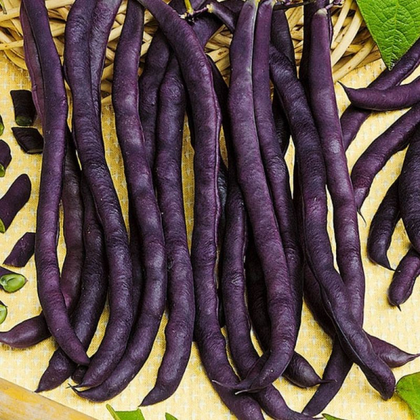 Фасоль овощная кустовая Пурпурная королева (S) фото в интернет-магазине "Сортовые семена"