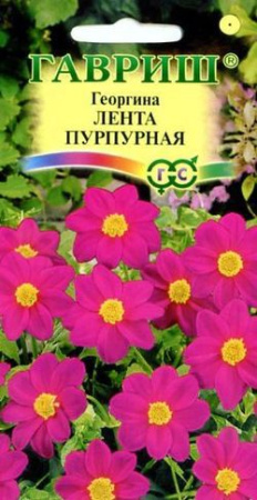 Георгина Лента пурпурная 0,2 г фото в интернет-магазине "Сортовые семена"
