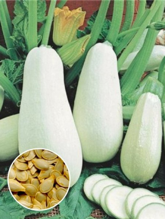 Кабачок Белоплодный (1 кг) фото в интернет-магазине "Сортовые семена"