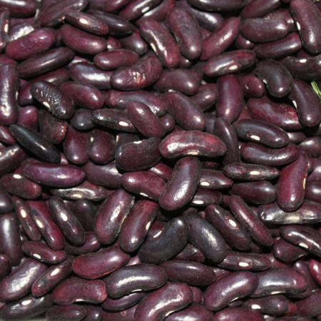 Фасоль зерновая Черная (10 шт) фото в интернет-магазине "Сортовые семена"