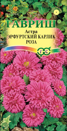 Астра Эрф. карлик Роза 0,3 г фото в интернет-магазине "Сортовые семена"