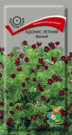 Адонис летний Красный (ЦП) 0,3 фото в интернет-магазине "Сортовые семена"