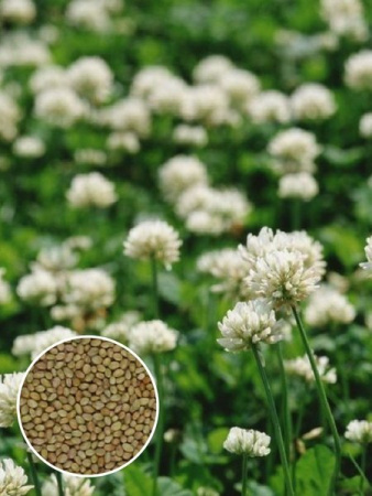 Клевер белый (150 г) фото в интернет-магазине "Сортовые семена"