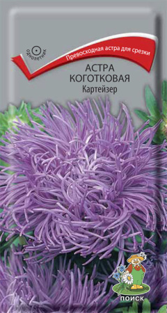 Астра коготковая Картейзер (ЦП) 0,3 фото в интернет-магазине "Сортовые семена"