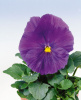 Виола крупноцветковая Селло Пьюр Мид Блю, 100шт. Профессиональная упаковка фото в интернет-магазине "Сортовые семена"