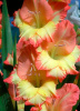 Гладиолус Денди (крупноцветковый) фото в интернет-магазине "Сортовые семена"