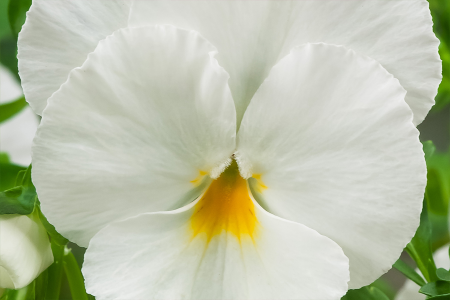 Виола виттрока Экстрада Пюр Вайт, 1000 штук Профессиональная упаковка фото в интернет-магазине "Сортовые семена"