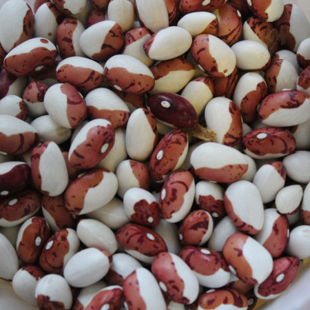 Фасоль зерновая вьющаяся Двухцветная (10 шт) фото в интернет-магазине "Сортовые семена"