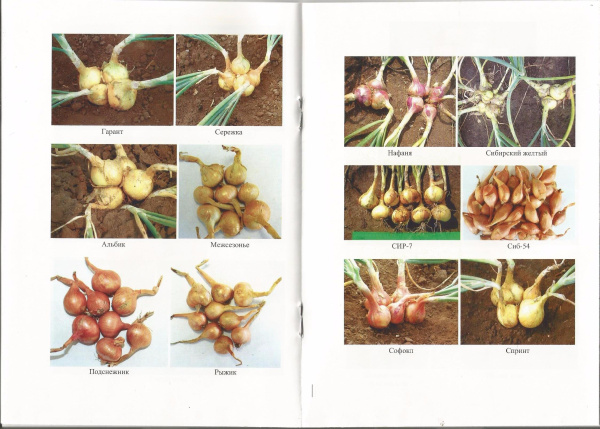 Лук Шалот : Научно-практические рекомендации фото в интернет-магазине "Сортовые семена"